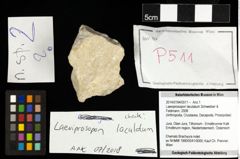 Foto (Objekt + Etiketten) von Laeviprosopon laculatum (Schweitzer & Feldmann, 2008) 